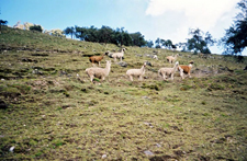 Peru-Cusco-Classic Inca Trail